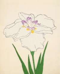 Cho-Hiyen, nro 91, 1890 (värillinen puupainatus)