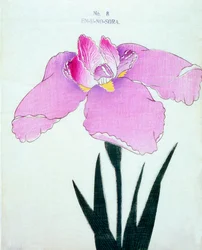 Enuno. -Sora. 8, 1898