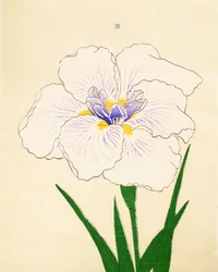 Manozuru, of. 28, 1890