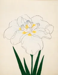 Moronon kanssa. 97, 1890
