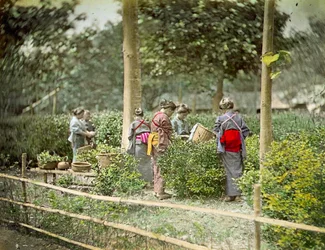 Teetä poiminta, n. 1880