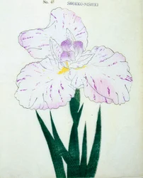 Shokko Nishiki, of. 48, 1898