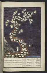 Tai. 15932, f. 72r, Sukukaavio Jaavan hallitsijoiden puun muodossa Aadamista Pakuwanaan IV (Surakarta) ja Mataram IV:een (Hamengkubuwana IV Yogykartassa), jaavalaisen käsikirjoituksen, Papakem Pawukon
