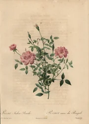 Vaaleanpunainen miniatyyri Kiinan ruusu, Rosa chinensis.
