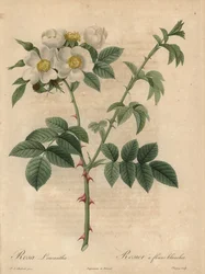 Valkoinen ruusu, Rosa leucantha.