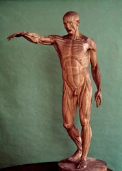 Ihmisen anatomia. Écorché