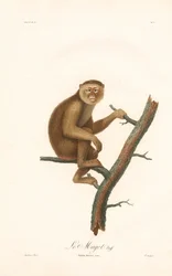 Barbaarimakakki (Simia inuus)