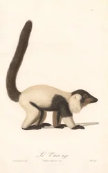 Mustavalkovari (Lemur macaco)