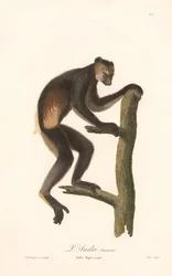 Musta indri (Indri Niger)