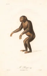 Simpanssi (Simia troglodytes)