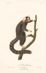 Marmosetti (Simia jacchus)