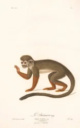 Orava-apina (Simia sciurea)