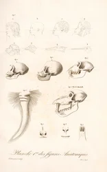 Vertaileva kädellisten anatomia, ensimmäinen levy