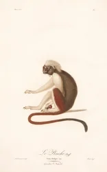 Puuvillatamariini (Simia Oedipus)