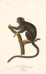 Kultainen tamarin (Simia Midas)