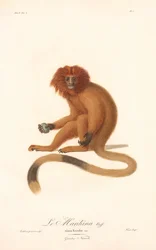 Golden Lion Tamarin (Simia Rosalia)
