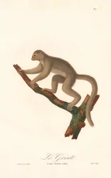 Harmaa hiirimurri (Lemur griseus)