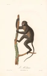 Iso täpläapina (Simia nictitans)