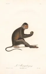 Grivet-apina (Simia aethiops)