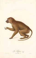 Guineapaviaani (Simia Sphinx)