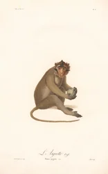 Javan-languuri (Simia aygula)