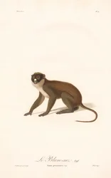 Pikkutäpläapina (Simia petaurista)