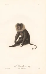 Leijonamakaki (Simia Silenus)