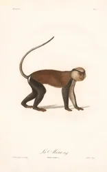 Mona-apina (Simia mona)