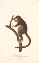 Mongoose Lemur (Lemur Mongoz)