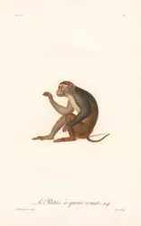 Patas-apina (Simia Patas)