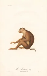 Sianhäntämakaki (Simia nemestrina)