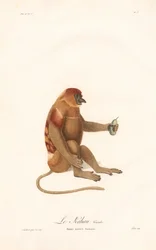 Nenäapina (Simia nazica)