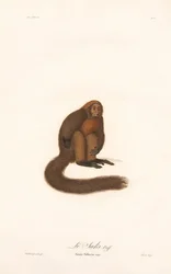 Punainen Howler-apina (Simia pithecia)