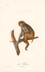 Rhesusmakakki (Simia Rhesus)