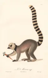 Kissamaki (Lemur catta)