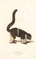 Ruffed Lemur Variety (Lemur macaco V.A.)