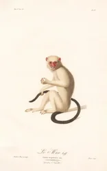Hopeinen marmosetti (Simia argentata)