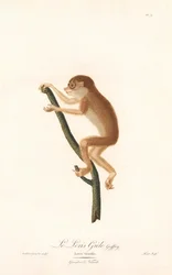 Hoikka loris (Loris gracilis)