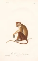 Toque-makakki (Simia sinica)