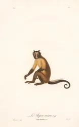 Kapusiini (Simia fatuellus)