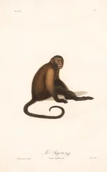Kapusiiniapina (Simia apella)