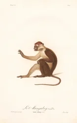 Grivet-apinan muunnos (Simia aethiops v.a.)