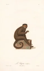 Tupsukapusiinin (Simia apella v.n.) muunnos.