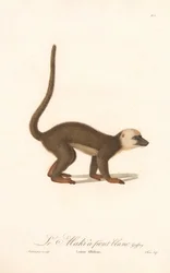 Valkoposkilemuri (Lemur albifrons)