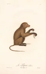 Nuori guineapaviaani (Simia Sphinx, lajike b)