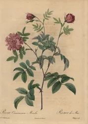 Vaaleanpunainen kaneliruusu, Rosa majalis.