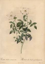 Valkoinen ja vaaleanpunainen kiinanruusu, Rosa chinensis.