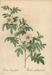 Valkoinen ruusu, Rosa clynophylla.