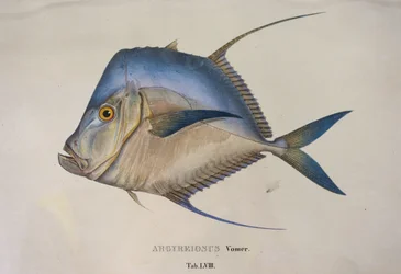 Argyreiosus vomer