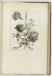 Sidottu kimppu Les Petits Bouquets (sarjan nimi)